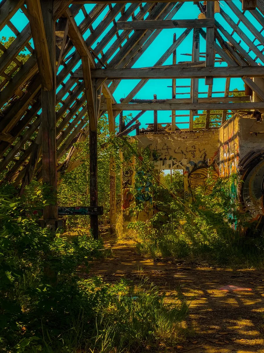 Overgrown ruin, roof torn open